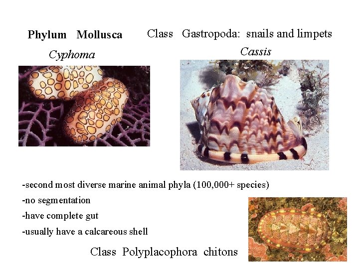 Phylum Mollusca Cyphoma Class Gastropoda: snails and limpets Cassis -second most diverse marine animal