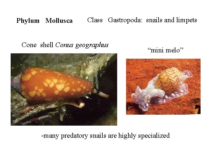 Phylum Mollusca Class Gastropoda: snails and limpets Cone shell Conus geographus “mini melo” -many