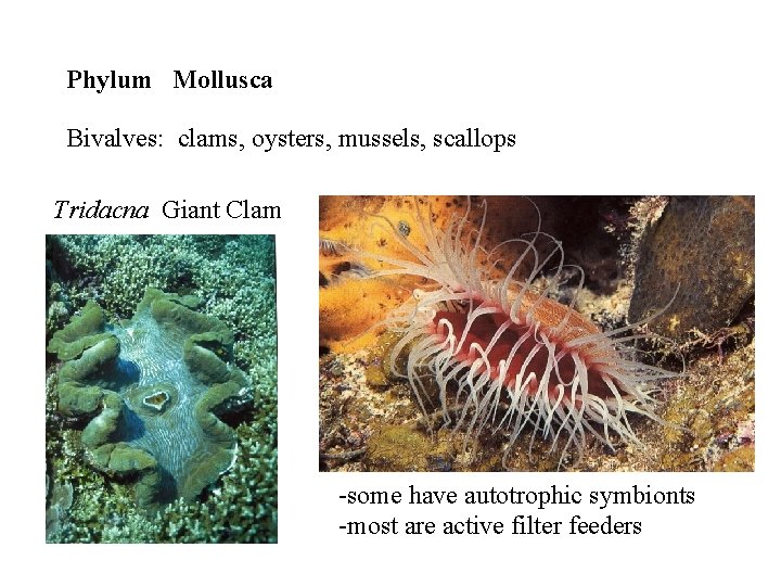 Phylum Mollusca Bivalves: clams, oysters, mussels, scallops Tridacna Giant Clam -some have autotrophic symbionts