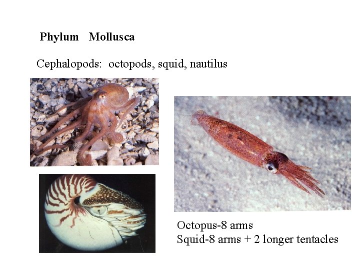 Phylum Mollusca Cephalopods: octopods, squid, nautilus Octopus-8 arms Squid-8 arms + 2 longer tentacles
