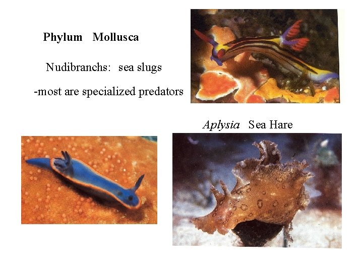 Phylum Mollusca Nudibranchs: sea slugs -most are specialized predators Aplysia Sea Hare 