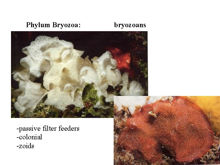 Phylum Bryozoa: -passive filter feeders -colonial -zoids bryozoans 