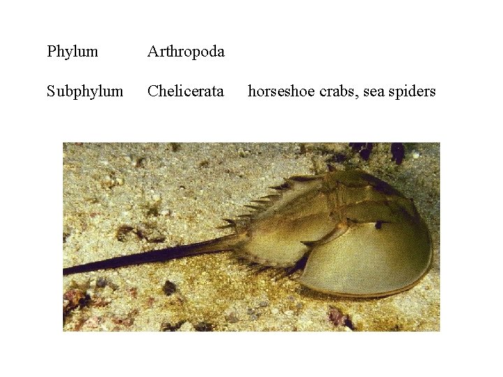 Phylum Arthropoda Subphylum Chelicerata horseshoe crabs, sea spiders 