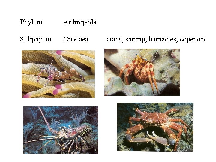Phylum Arthropoda Subphylum Crustaea crabs, shrimp, barnacles, copepods 