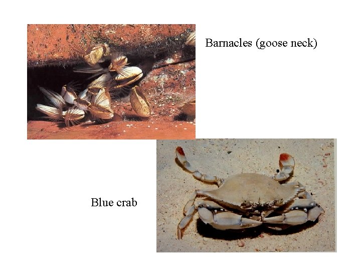 Barnacles (goose neck) Blue crab 