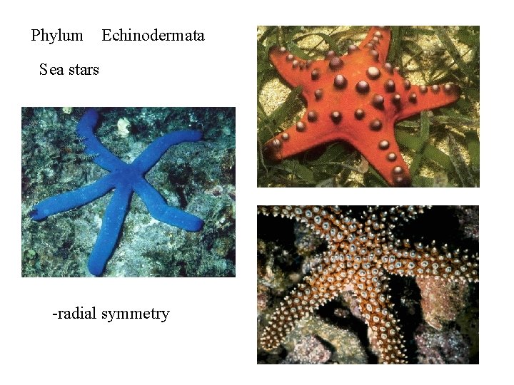 Phylum Echinodermata Sea stars -radial symmetry 
