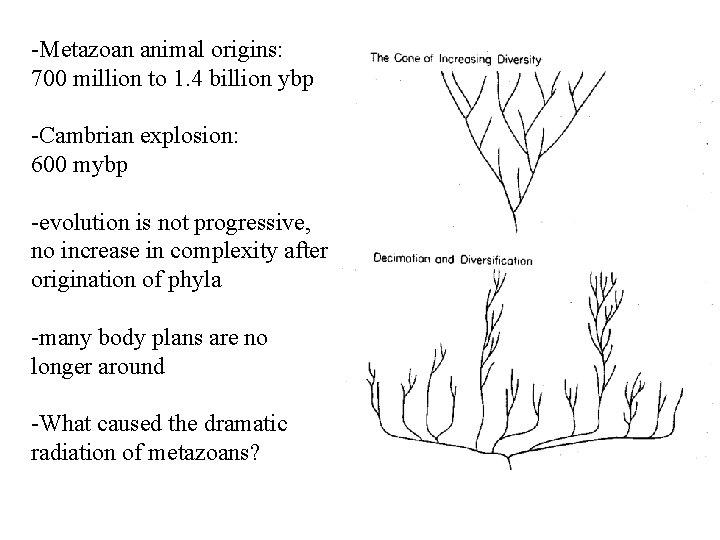-Metazoan animal origins: 700 million to 1. 4 billion ybp -Cambrian explosion: 600 mybp