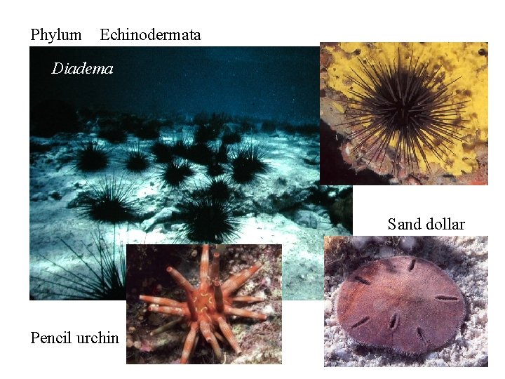 Phylum Echinodermata Diadema Sand dollar Pencil urchin 