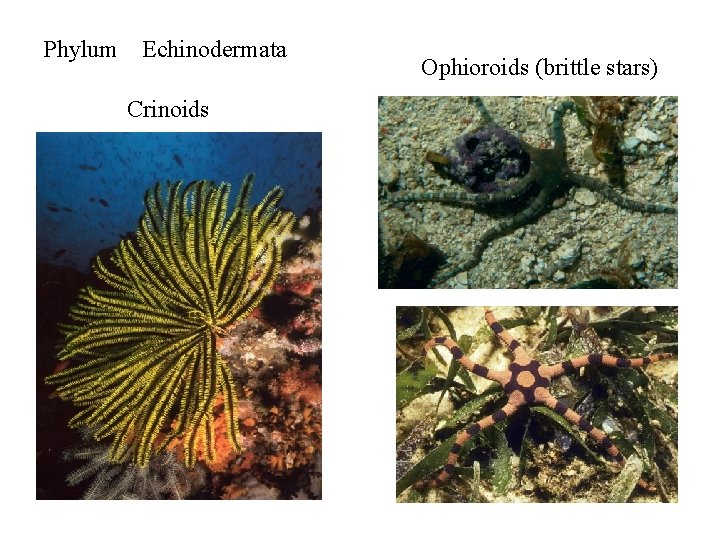 Phylum Echinodermata Crinoids Ophioroids (brittle stars) 