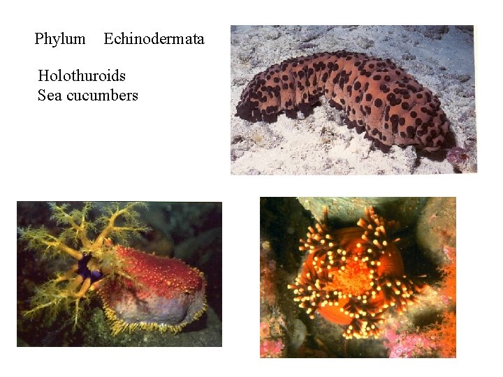 Phylum Echinodermata Holothuroids Sea cucumbers 