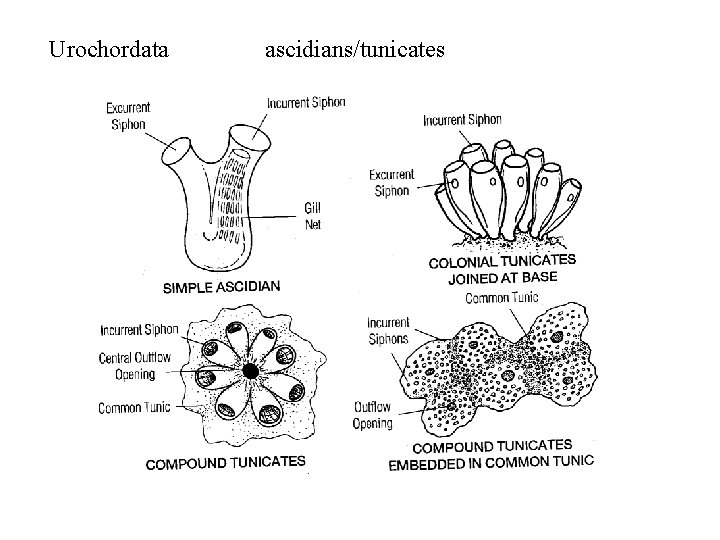 Urochordata ascidians/tunicates 