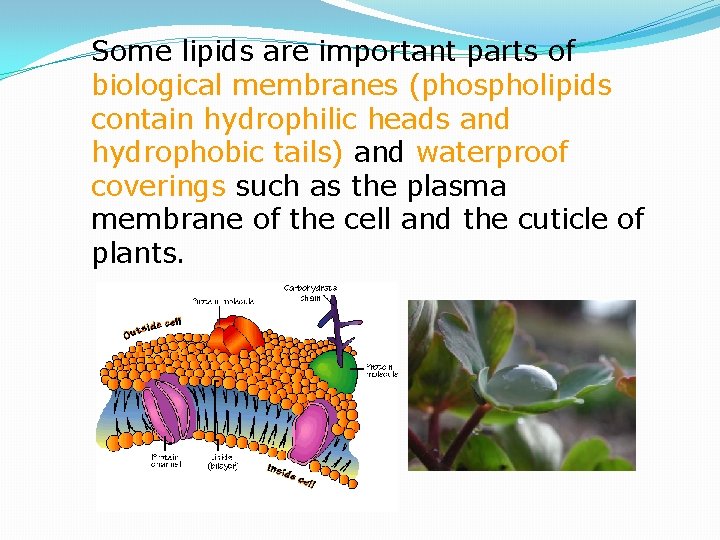 Some lipids are important parts of biological membranes (phospholipids contain hydrophilic heads and hydrophobic