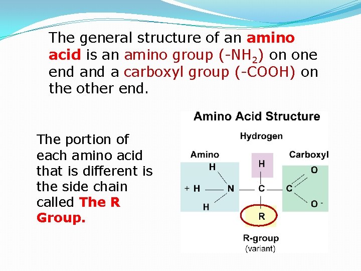 The general structure of an amino acid is an amino group (-NH 2) on