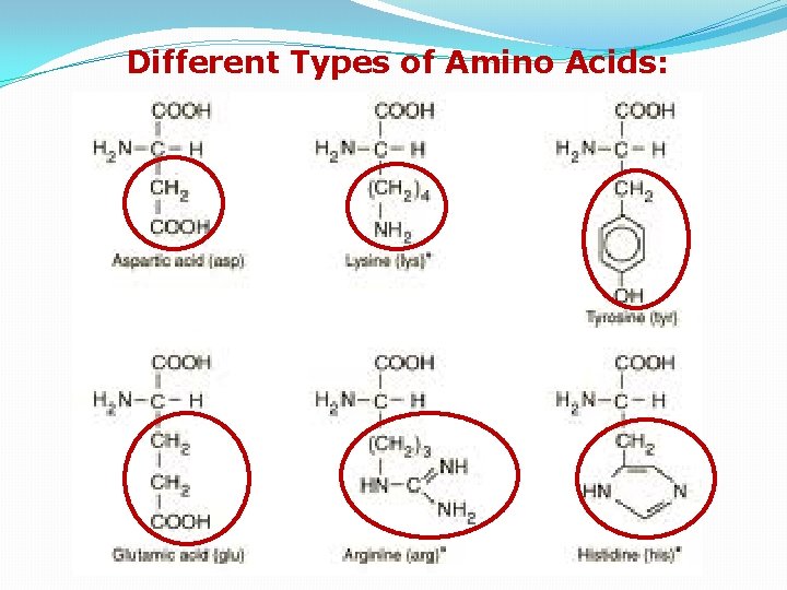 Different Types of Amino Acids: 