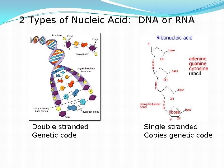 2 Types of Nucleic Acid: DNA or RNA Double stranded Genetic code Single stranded