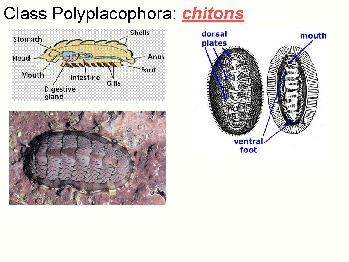 Class Polyplacophora: chitons 