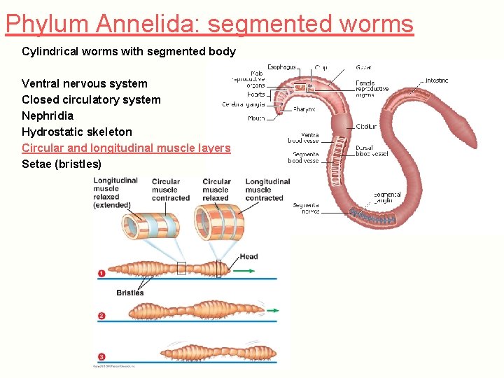 Phylum Annelida: segmented worms Cylindrical worms with segmented body Ventral nervous system Closed circulatory