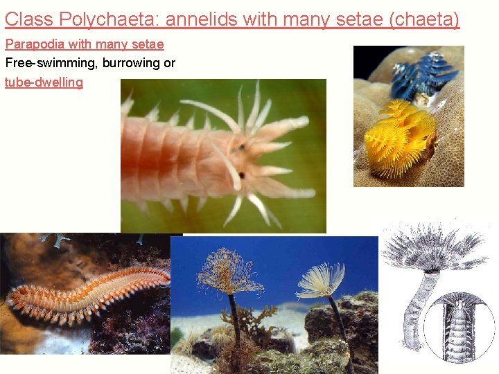 Class Polychaeta: annelids with many setae (chaeta) Parapodia with many setae Free-swimming, burrowing or