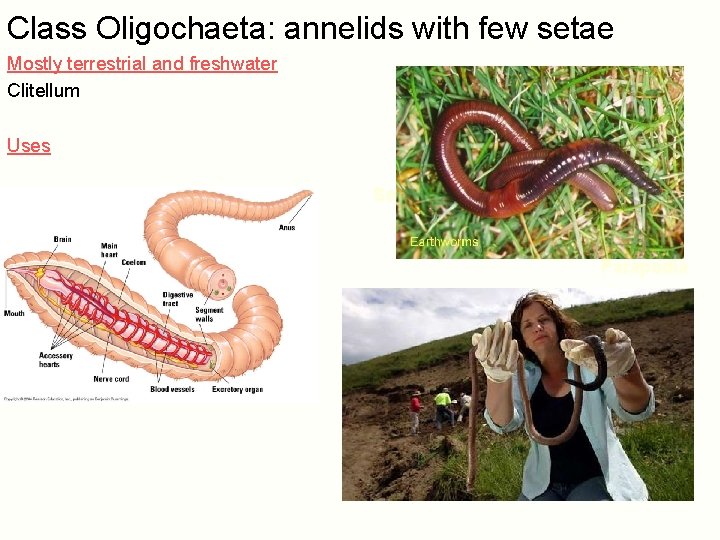 Class Oligochaeta: annelids with few setae Mostly terrestrial and freshwater Clitellum Uses Setae Parapodia