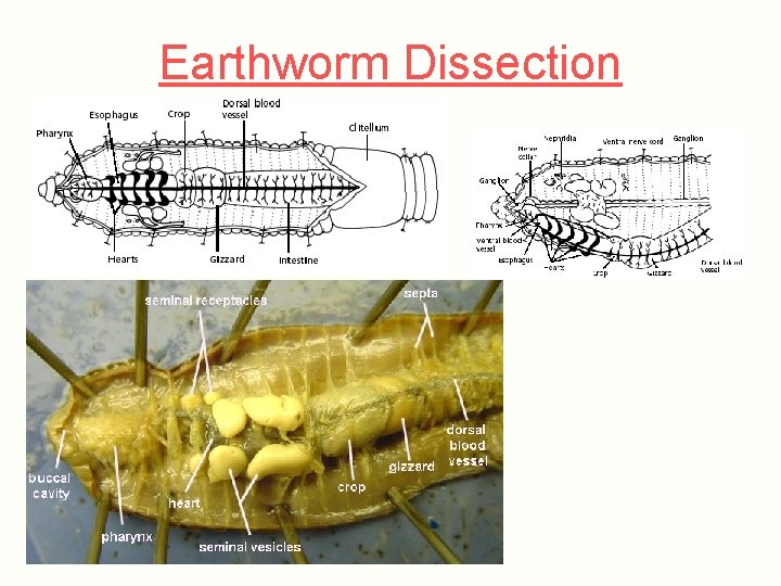 Earthworm Dissection 