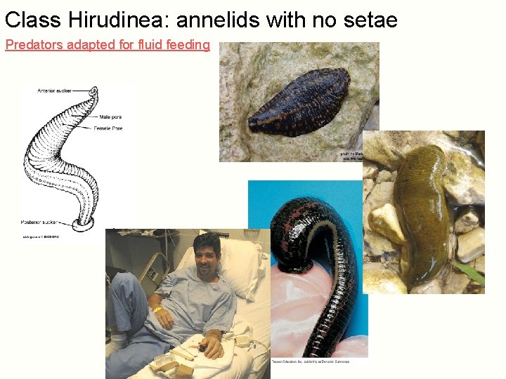 Class Hirudinea: annelids with no setae Predators adapted for fluid feeding Setae Parapodia 