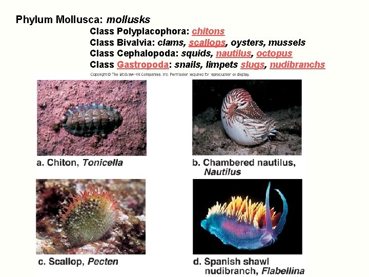 Phylum Mollusca: mollusks Class Polyplacophora: chitons Class Bivalvia: clams, scallops, oysters, mussels Class Cephalopoda: