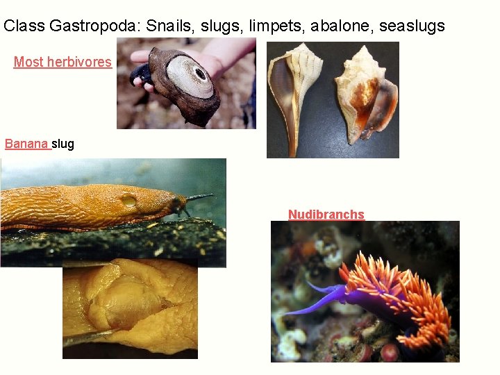 Class Gastropoda: Snails, slugs, limpets, abalone, seaslugs Most herbivores Banana slug Nudibranchs 