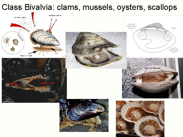 Class Bivalvia: clams, mussels, oysters, scallops 