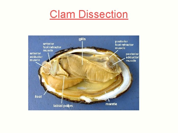 Clam Dissection 