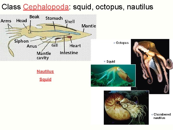 Class Cephalopoda: squid, octopus, nautilus Nautilus Squid 