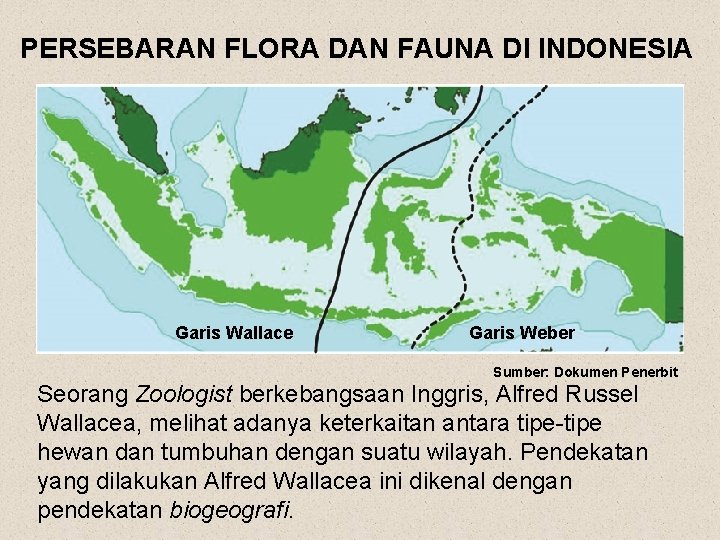 PERSEBARAN FLORA DAN FAUNA DI INDONESIA Garis Wallace Garis Weber Sumber: Dokumen Penerbit Seorang