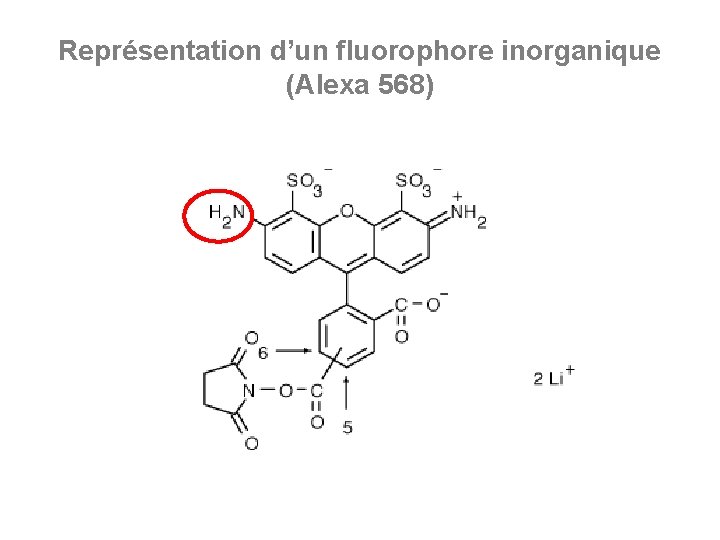 Représentation d’un fluorophore inorganique (Alexa 568) 