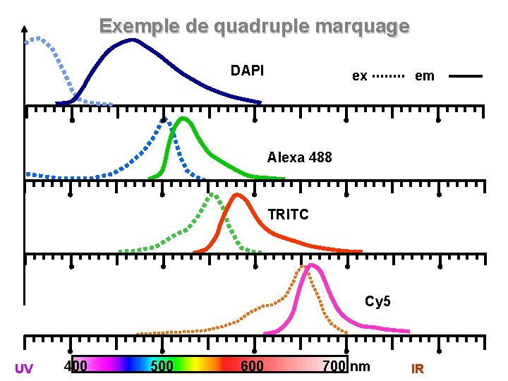 Exemple de quadruple marquage DAPI ex em Alexa 488 TRITC Cy 5 UV 400