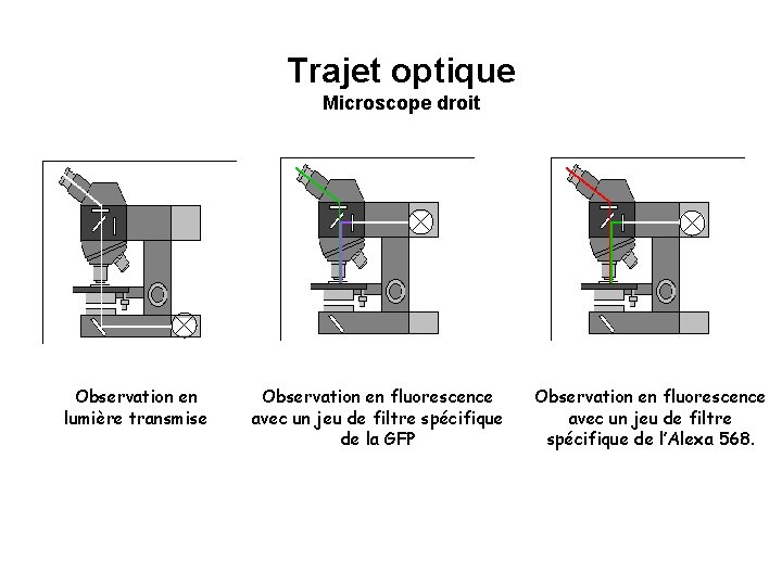 Trajet optique Microscope droit Observation en lumière transmise Observation en fluorescence avec un jeu