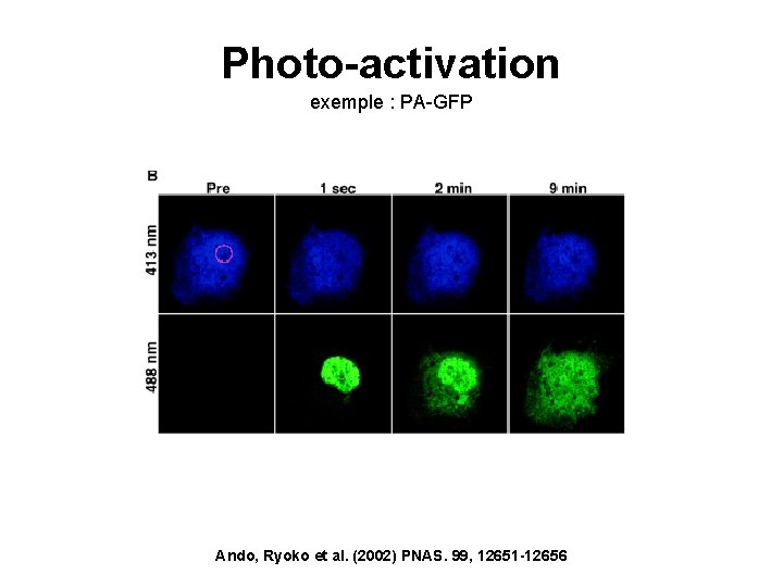 Photo-activation exemple : PA-GFP Ando, Ryoko et al. (2002) PNAS. 99, 12651 -12656 