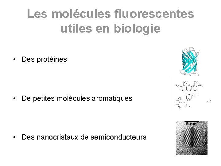 Les molécules fluorescentes utiles en biologie • Des protéines • De petites molécules aromatiques