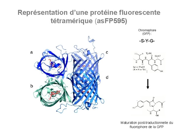 Représentation d’une protéine fluorescente tétramérique (as. FP 595) Chromophore (GFP) : -S-Y-G- Maturation post-traductionnelle
