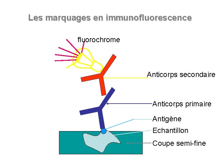 Les marquages en immunofluorescence fluorochrome Anticorps secondaire Anticorps primaire Antigène Echantillon Coupe semi-fine 