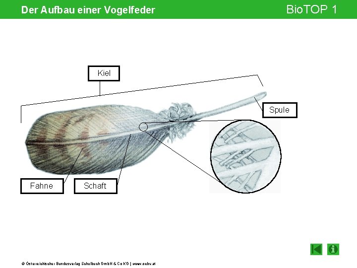 Der Aufbau einer Vogelfeder Bio. TOP 1 Kiel Spule Gelenksspalt Fahne Schaft © Österreichischer