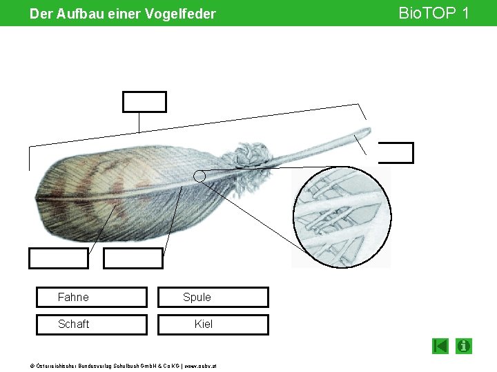 Der Aufbau einer Vogelfeder Gelenksspalt Fahne Spule Schaft Kiel © Österreichischer Bundesverlag Schulbuch Gmb.