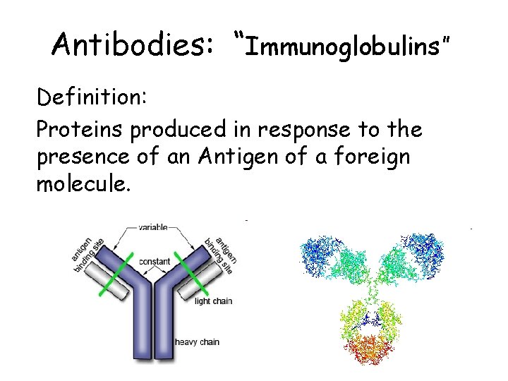Antibodies: “Immunoglobulins” Definition: Proteins produced in response to the presence of an Antigen of