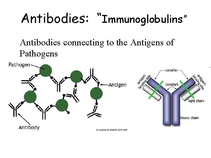 Antibodies: “Immunoglobulins” Antibodies connecting to the Antigens of Pathogens 
