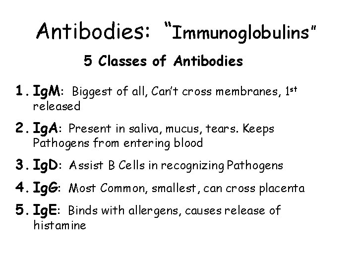 Antibodies: “Immunoglobulins” 5 Classes of Antibodies 1. Ig. M: Biggest of all, Can’t cross