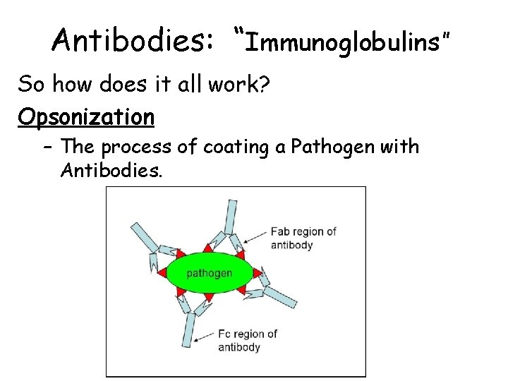 Antibodies: “Immunoglobulins” So how does it all work? Opsonization – The process of coating