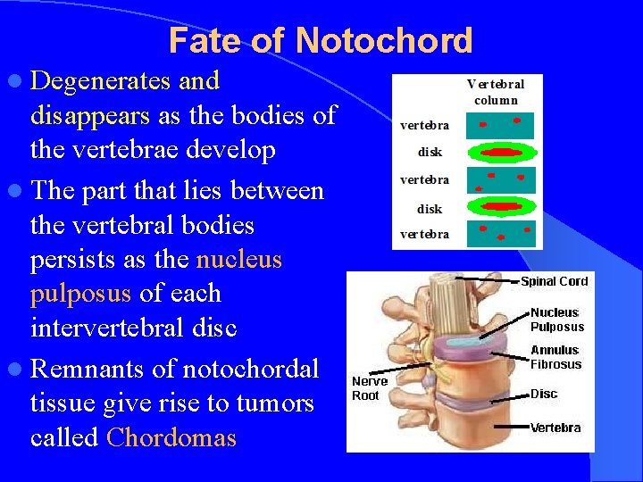 Fate of Notochord l Degenerates and disappears as the bodies of the vertebrae develop