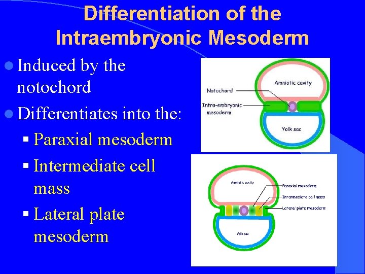 Differentiation of the Intraembryonic Mesoderm l Induced by the notochord l Differentiates into the: