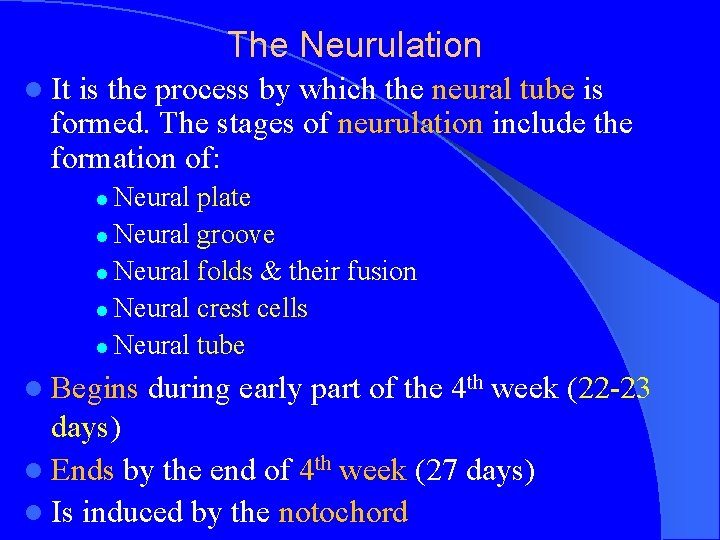 The Neurulation l It is the process by which the neural tube is formed.