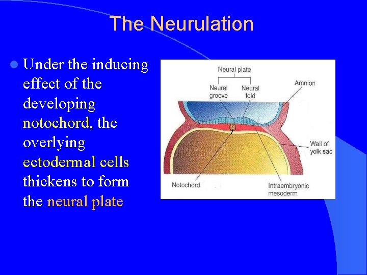 The Neurulation l Under the inducing effect of the developing notochord, the overlying ectodermal