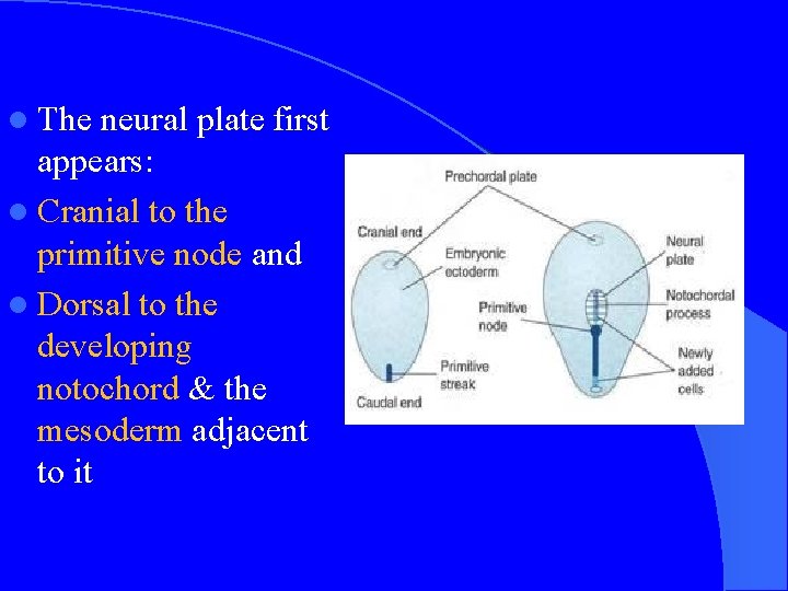 l The neural plate first appears: l Cranial to the primitive node and l