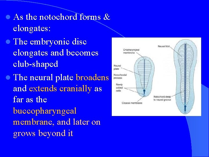 l As the notochord forms & elongates: l The embryonic disc elongates and becomes